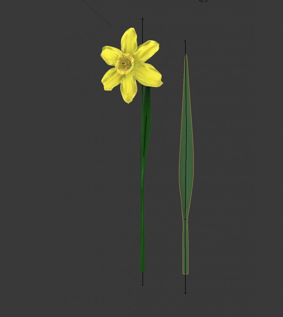 Rush Daffodil (Narcissus jonquilla, ÃÂ¼onkil) preview image 3
